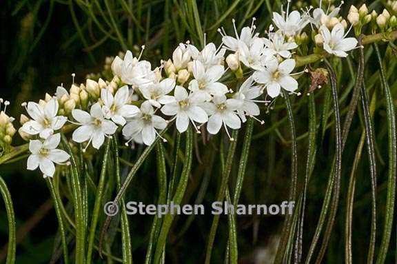 myoporum floribundum 1 graphic